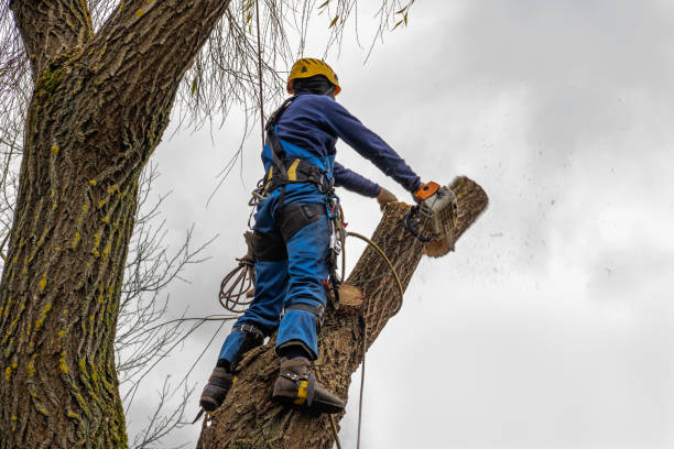 Best Arborist Services Near Me  in Myrtle Point, OR